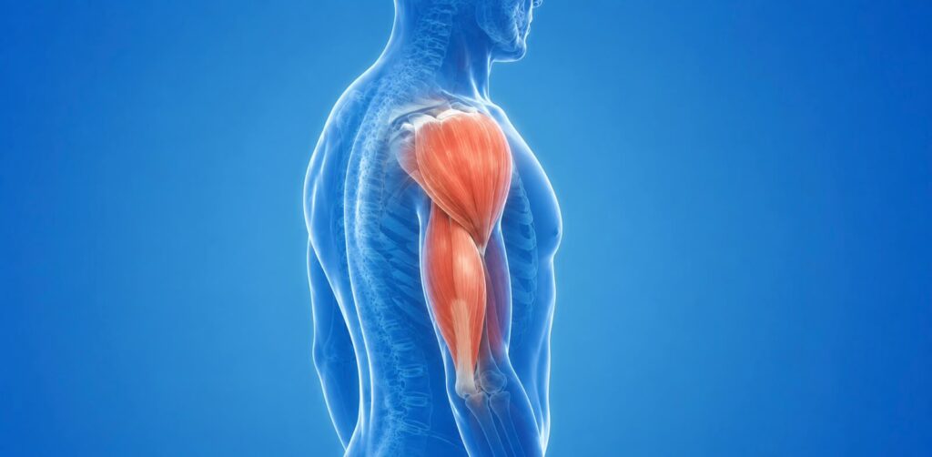 Imagem ilustrativa de um corpo com foco no braço.